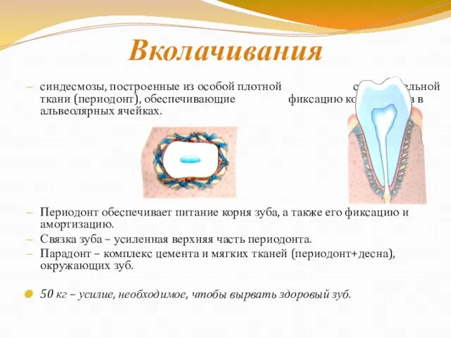 Вколачивания синдесмозы, построенные из особой плотной соединительной ткани (периодонт), обеспечивающие фиксацию корней