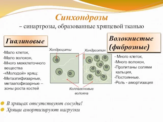 Синхондрозы – синартрозы, образованные хрящевой тканью В хрящах отсутствуют сосуды! Хрящи амортизируют