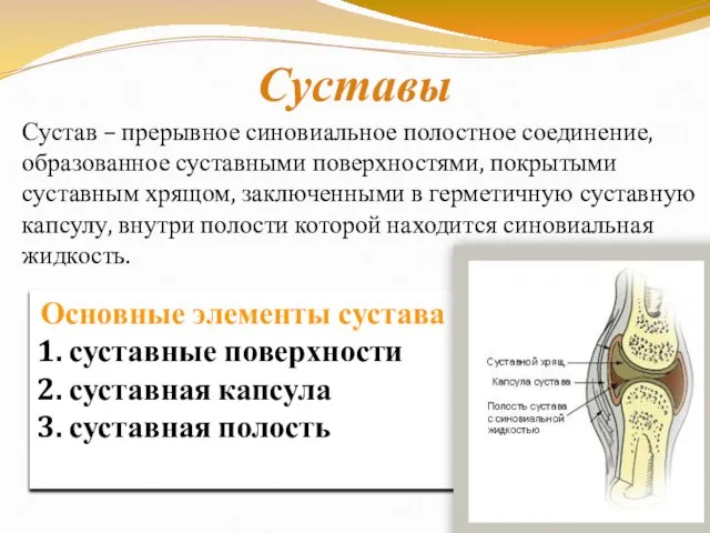 Суставы Сустав – прерывное синовиальное полостное соединение, образованное суставными поверхностями, покрытыми суставным