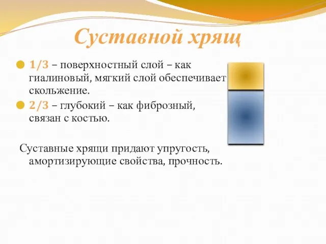 Суставной хрящ 1/3 – поверхностный слой – как гиалиновый, мягкий слой обеспечивает