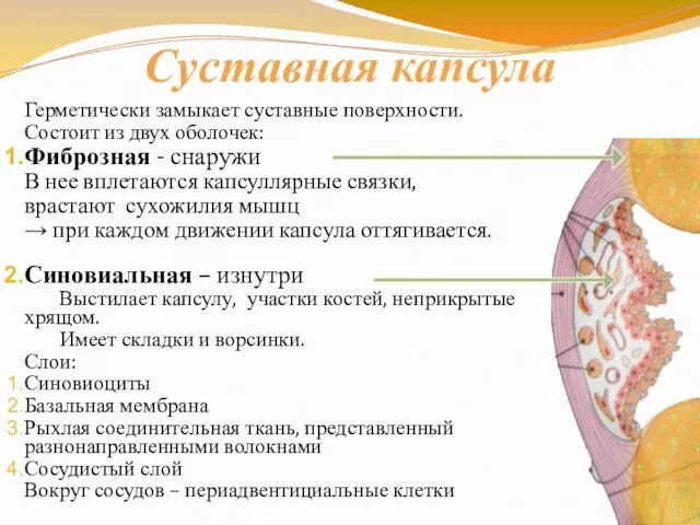 Суставная капсула Герметически замыкает суставные поверхности. Состоит из двух оболочек: Фиброзная -