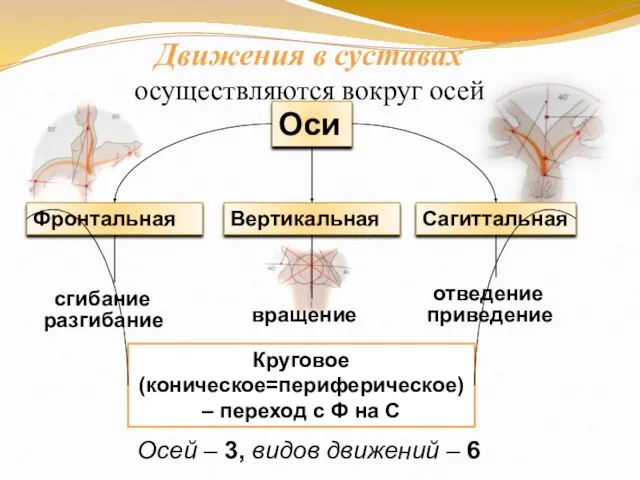 Движения в суставах осуществляются вокруг осей Фронтальная Вертикальная Сагиттальная сгибание разгибание отведение