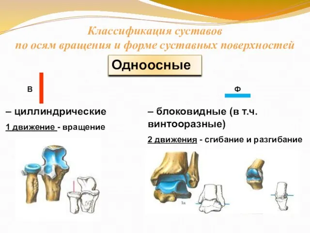 Классификация суставов по осям вращения и форме суставных поверхностей Одноосные – циллиндрические