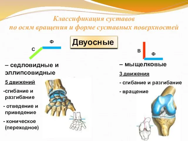 Двуосные – мыщелковые 3 движения - сгибание и разгибание - вращение Классификация