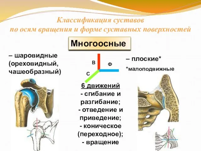 Многоосные – шаровидные (ореховидный, чашеобразный) – плоские* *малоподвижные 6 движений - сгибание