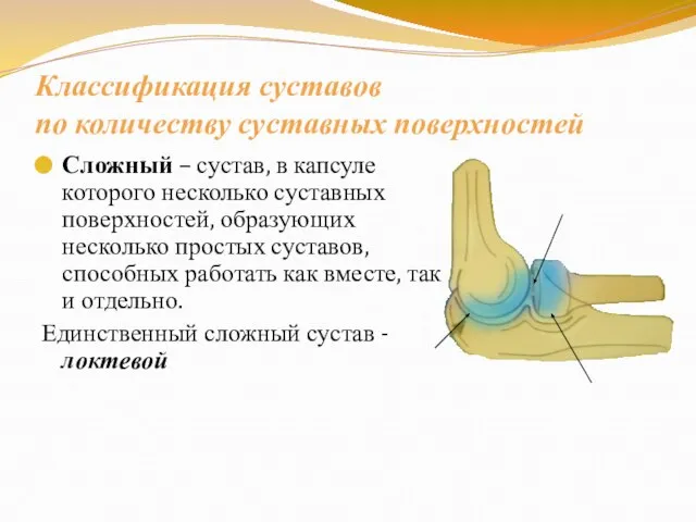 Классификация суставов по количеству суставных поверхностей Сложный – сустав, в капсуле которого