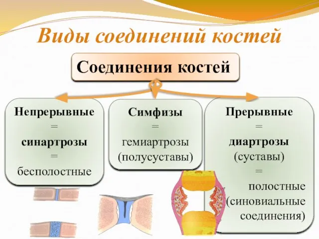 Виды соединений костей Соединения костей Непрерывные = синартрозы = бесполостные Прерывные =