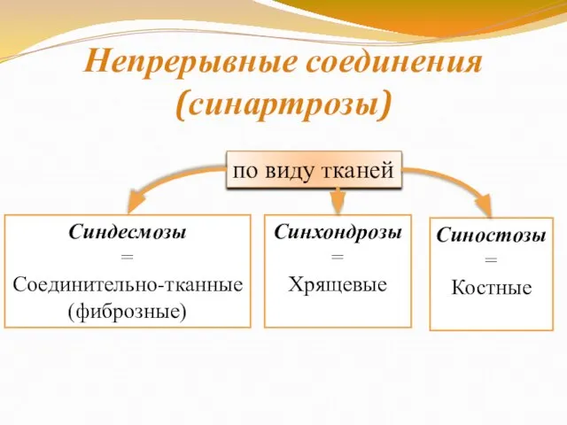 Непрерывные соединения (синартрозы) по виду тканей Синдесмозы = Cоединительно-тканные (фиброзные) Синхондрозы = Хрящевые Синостозы = Костные