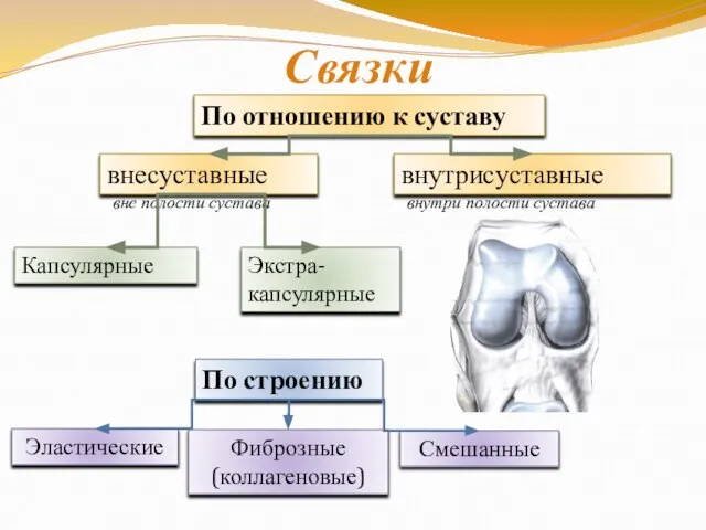 Связки внесуставные внутрисуставные внутри полости сустава вне полости сустава Капсулярные Экстра-капсулярные Фиброзные