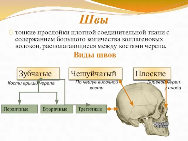 Швы тонкие прослойки плотной соединительной ткани с содержанием большого количества коллагеновых волокон,