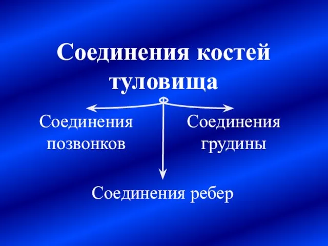 Соединения костей туловища Соединения позвонков Соединения ребер Соединения грудины