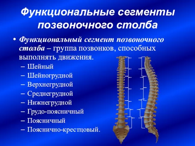 Функциональные сегменты позвоночного столба Функциональный сегмент позвоночного столба – группа позвонков, способных