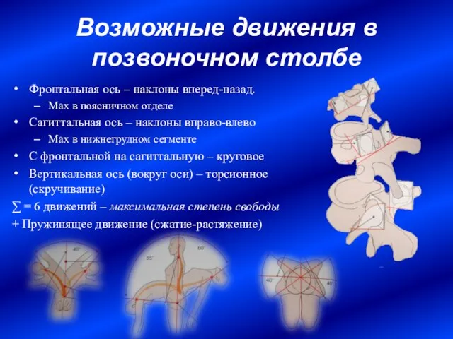 Возможные движения в позвоночном столбе Фронтальная ось – наклоны вперед-назад. Max в