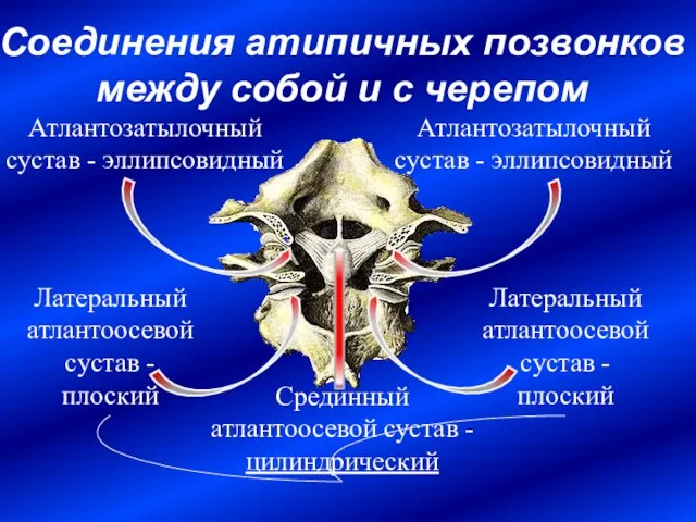 Соединения атипичных позвонков между собой и с черепом Срединный атлантоосевой сустав -