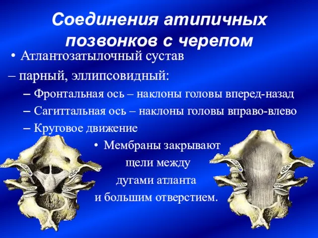 Соединения атипичных позвонков с черепом Атлантозатылочный сустав – парный, эллипсовидный: Фронтальная ось