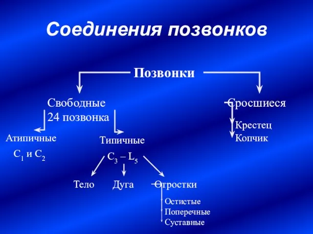 Соединения позвонков Позвонки Свободные 24 позвонка Сросшиеся Крестец Копчик Атипичные Типичные C1