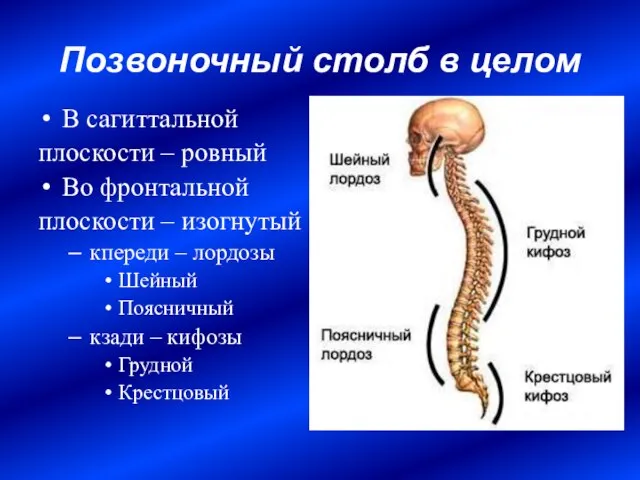 Позвоночный столб в целом В сагиттальной плоскости – ровный Во фронтальной плоскости