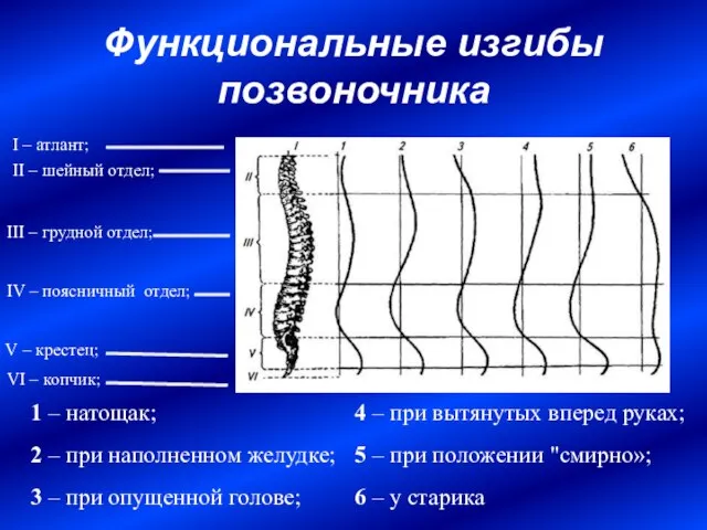 Функциональные изгибы позвоночника 1 – натощак; 2 – при наполненном желудке; 3