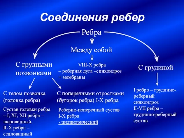 Соединения ребер С грудными позвонками С грудиной Между собой Ребра С телом