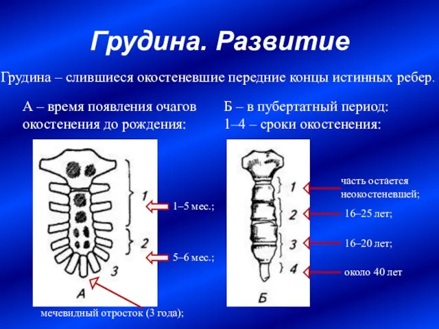 Грудина. Развитие А – время появления очагов окостенения до рождения: Б –