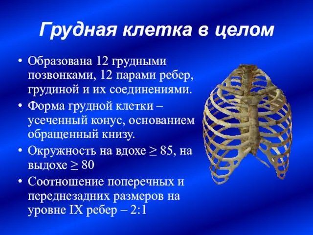 Грудная клетка в целом Образована 12 грудными позвонками, 12 парами ребер, грудиной