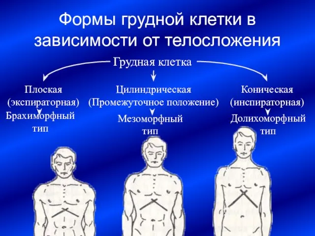 Формы грудной клетки в зависимости от телосложения Грудная клетка Коническая (инспираторная) Плоская