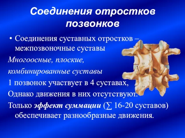 Соединения отростков позвонков Соединения суставных отростков – межпозвоночные суставы Многоосные, плоские, комбинированные