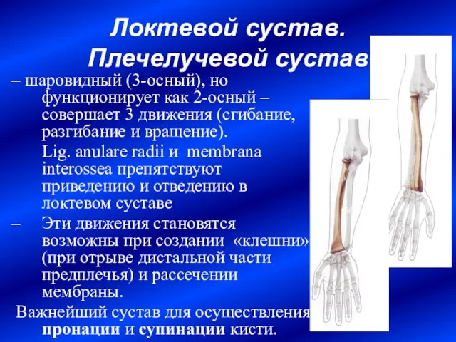 Локтевой сустав. Плечелучевой сустав – шаровидный (3-осный), но функционирует как 2-осный –совершает