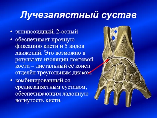 Лучезапястный сустав эллипсоидный, 2-осный обеспечивает прочную фиксацию кисти и 5 видов движений.