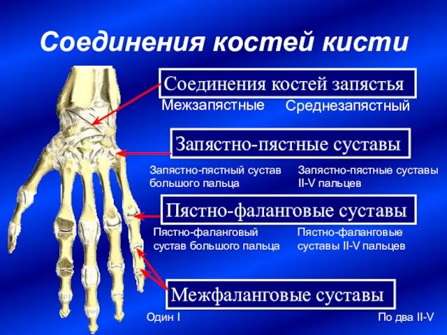 Соединения костей кисти Соединения костей запястья Среднезапястный Межзапястные Запястно-пястные суставы Запястно-пястный сустав