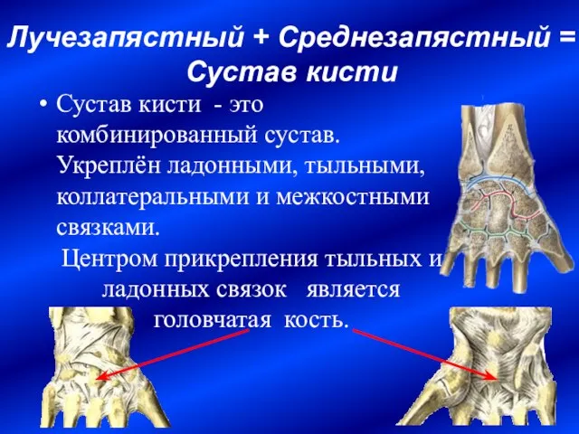 Лучезапястный + Среднезапястный = Сустав кисти Сустав кисти - это комбинированный сустав.