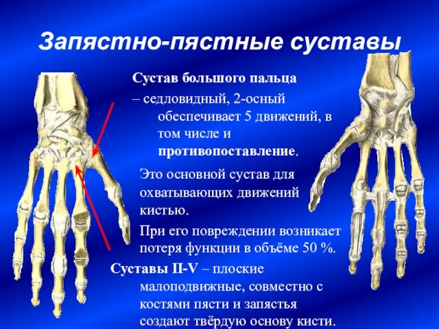 Запястно-пястные суставы Сустав большого пальца – седловидный, 2-осный обеспечивает 5 движений, в