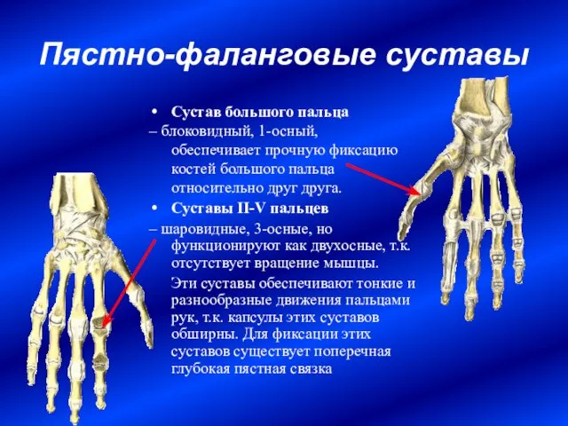 Пястно-фаланговые суставы Сустав большого пальца – блоковидный, 1-осный, обеспечивает прочную фиксацию костей