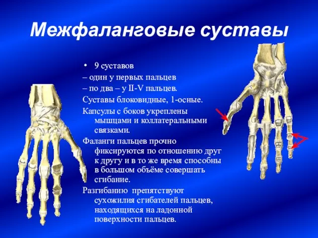 Межфаланговые суставы 9 суставов – один у первых пальцев – по два