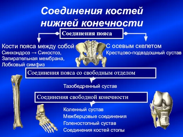 Соединения костей нижней конечности Соединения пояса Соединения свободной конечности Кости пояса между