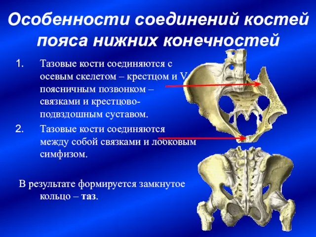 Особенности соединений костей пояса нижних конечностей Тазовые кости соединяются с осевым скелетом