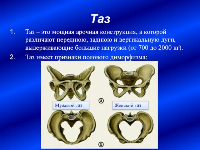 Таз Таз – это мощная арочная конструкция, в которой различают переднюю, заднюю