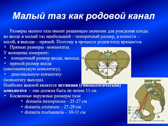 Малый таз как родовой канал Размеры малого таза имеют решающее значение для