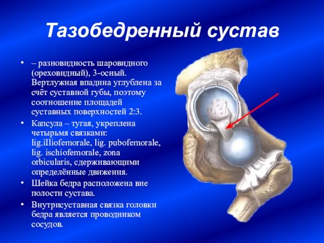 Тазобедренный сустав – разновидность шаровидного (ореховидный), 3-осный. Вертлужная впадина углублена за счёт