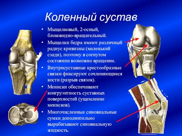 Коленный сустав Мыщелковый, 2-осный, блоковидно-вращательный. Мыщелки бедра имеют различный радиус кривизны (маленький