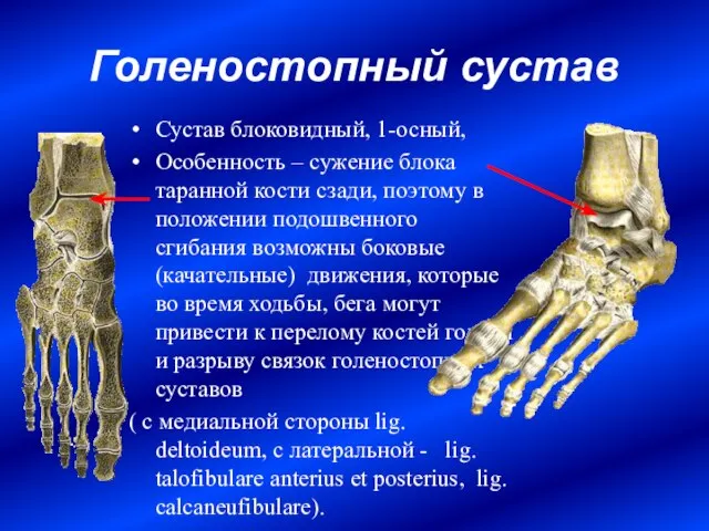 Голеностопный сустав Сустав блоковидный, 1-осный, Особенность – сужение блока таранной кости сзади,