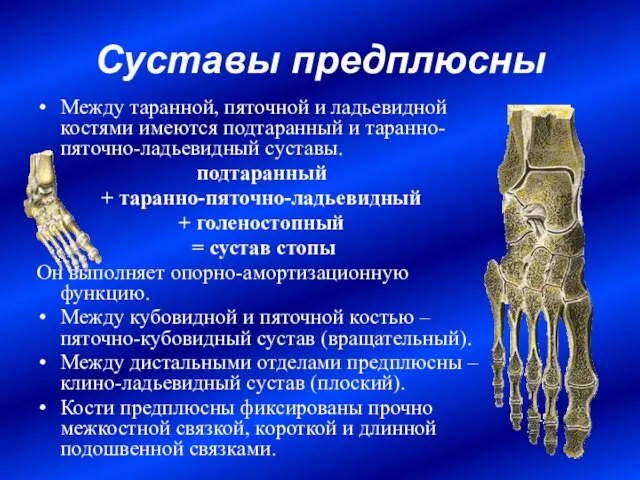 Суставы предплюсны Между таранной, пяточной и ладьевидной костями имеются подтаранный и таранно-пяточно-ладьевидный