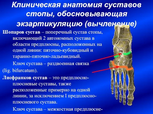 Клиническая анатомия суставов стопы, обосновывающая экзартикуляцию (вычленение) Шопаров сустав – поперечный сустав