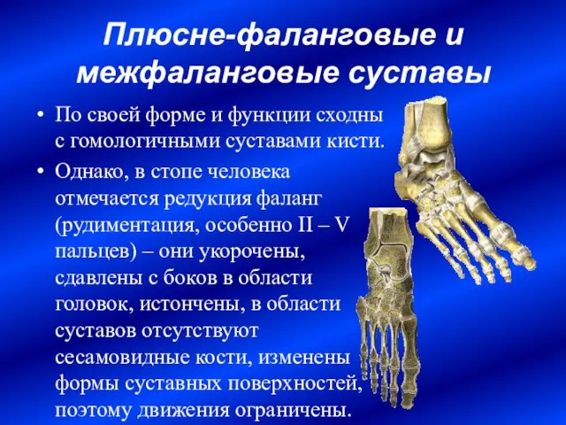 Плюсне-фаланговые и межфаланговые суставы По своей форме и функции сходны с гомологичными