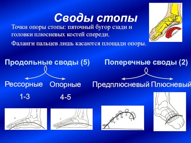 Своды стопы Точки опоры стопы: пяточный бугор сзади и головки плюсневых костей