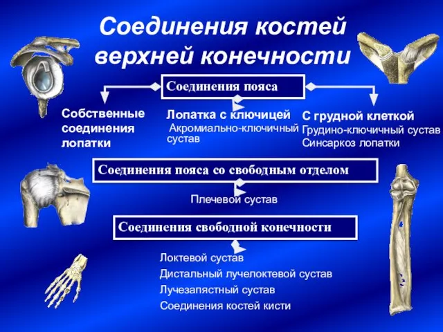 Соединения костей верхней конечности Соединения пояса Соединения свободной конечности Лопатка с ключицей