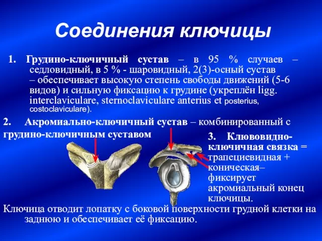 Соединения ключицы 2. Акромиально-ключичный сустав – комбинированный с грудино-ключичным суставом Ключица отводит