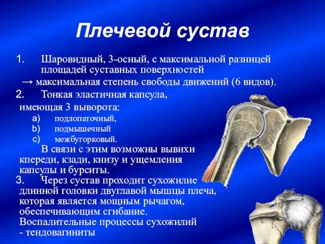 Плечевой сустав Шаровидный, 3-осный, с максимальной разницей площадей суставных поверхностей → максимальная