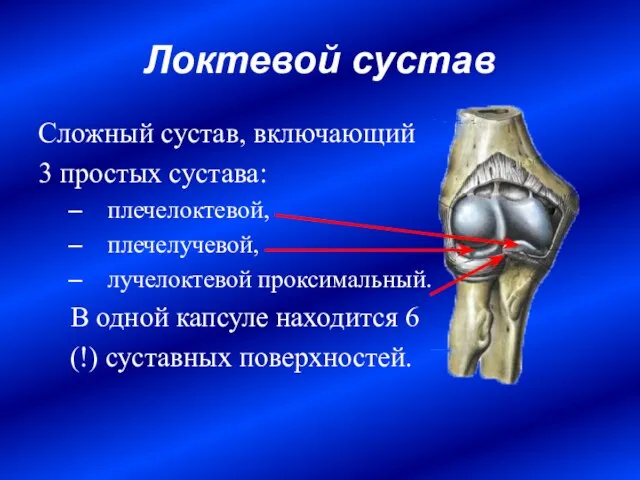 Локтевой сустав Сложный сустав, включающий 3 простых сустава: плечелоктевой, плечелучевой, лучелоктевой проксимальный.