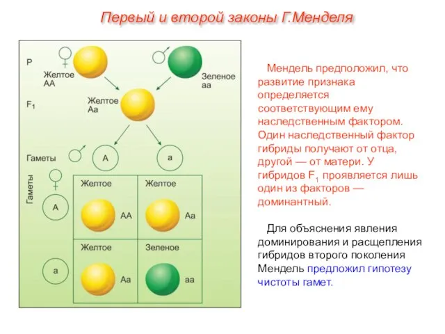 Мендель предположил, что развитие признака определяется соответствующим ему наследственным фактором. Один наследственный